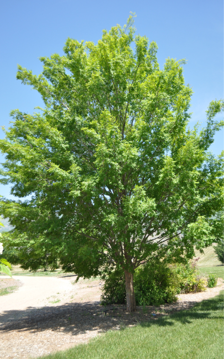 Ulmus Parvifolia 'allee' - View 13 from www redcrocus com