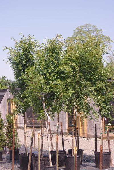 Ulmus Parvifolia 'allee' - View 14 from www redcrocus com