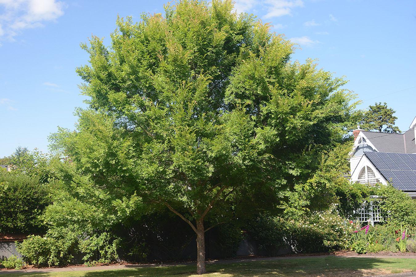 Ulmus Parvifolia 'allee' - View 17 from www redcrocus com