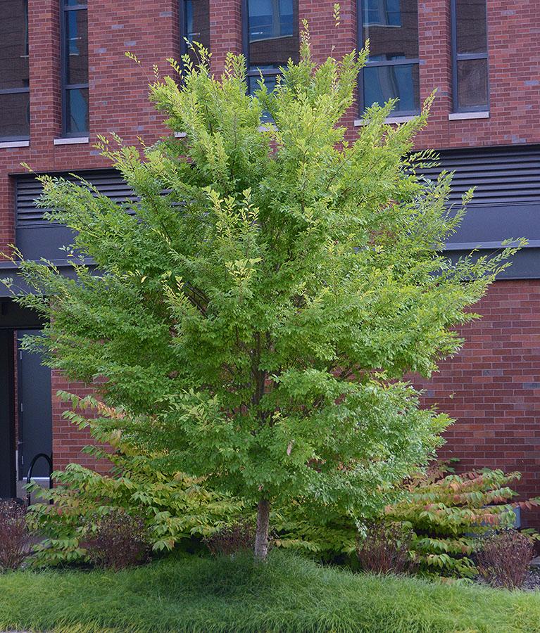 Ulmus Parvifolia 'allee' - View 1 from www redcrocus com