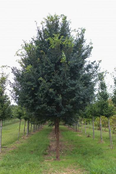 Ulmus Parvifolia 'allee' - View 22 from www redcrocus com