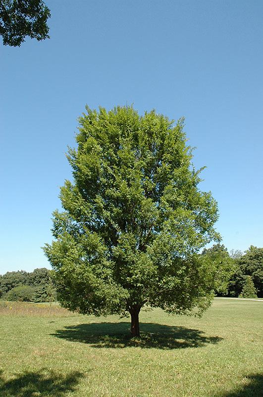 Ulmus Parvifolia 'allee' - View 2 from www redcrocus com