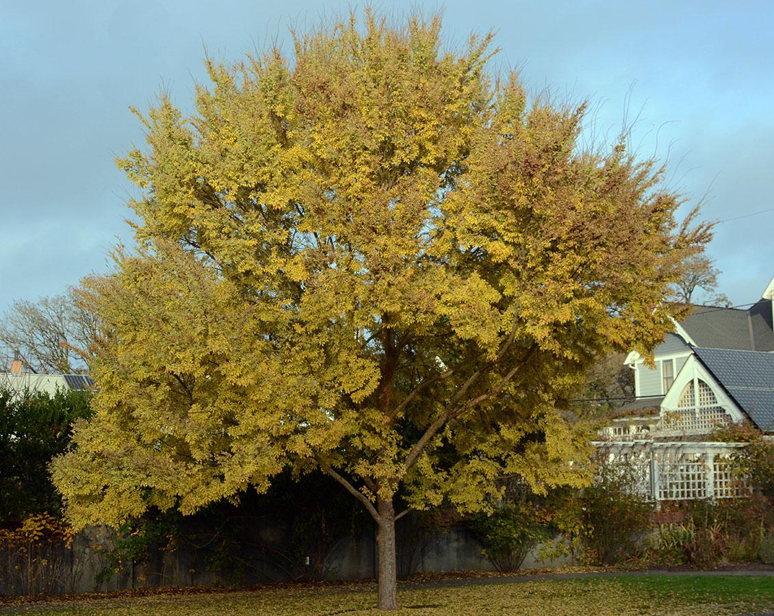 Ulmus Parvifolia 'allee' - View 31 from www redcrocus com
