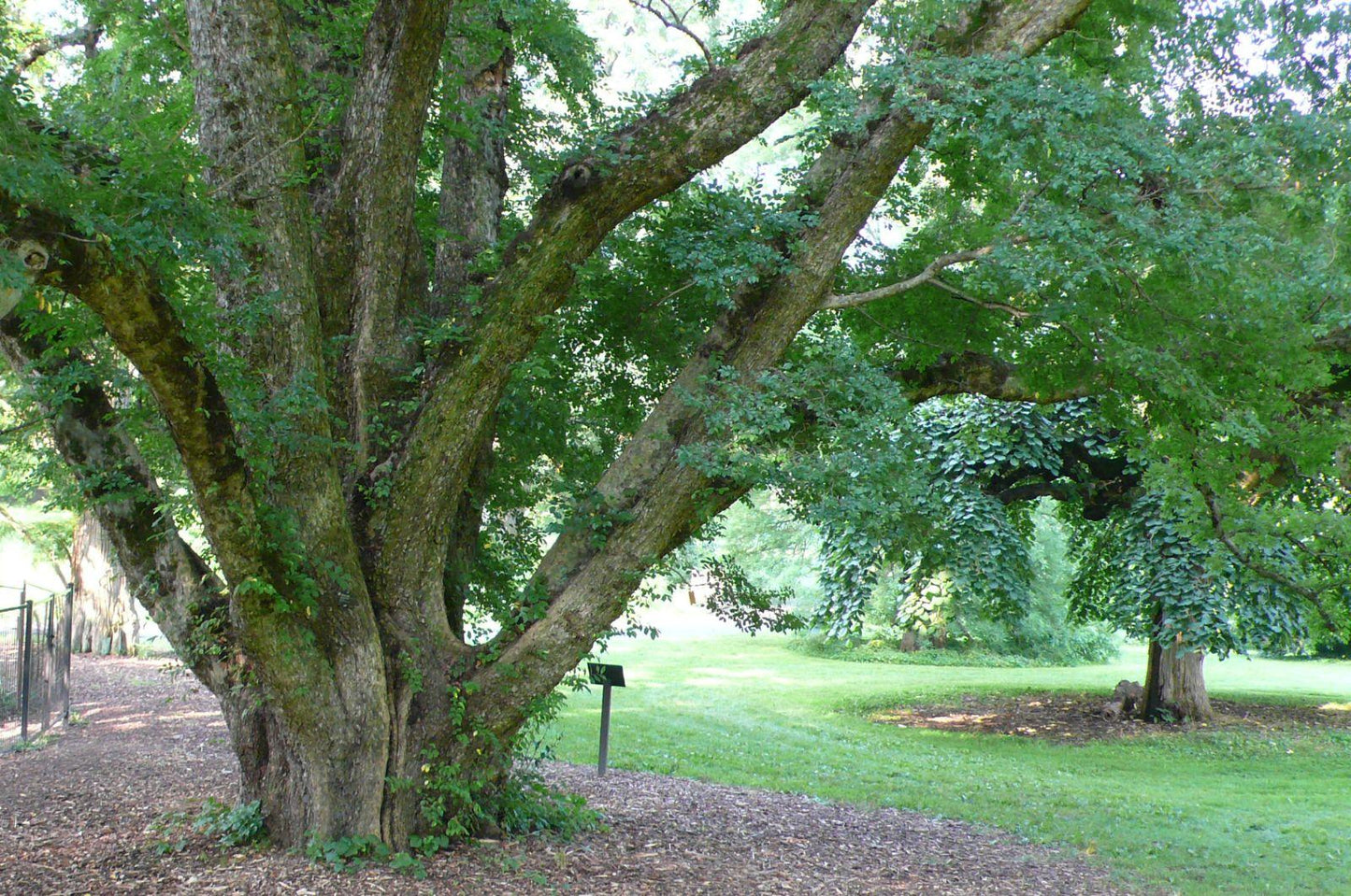 Ulmus Parvifolia 'allee' - View 33 from www redcrocus com