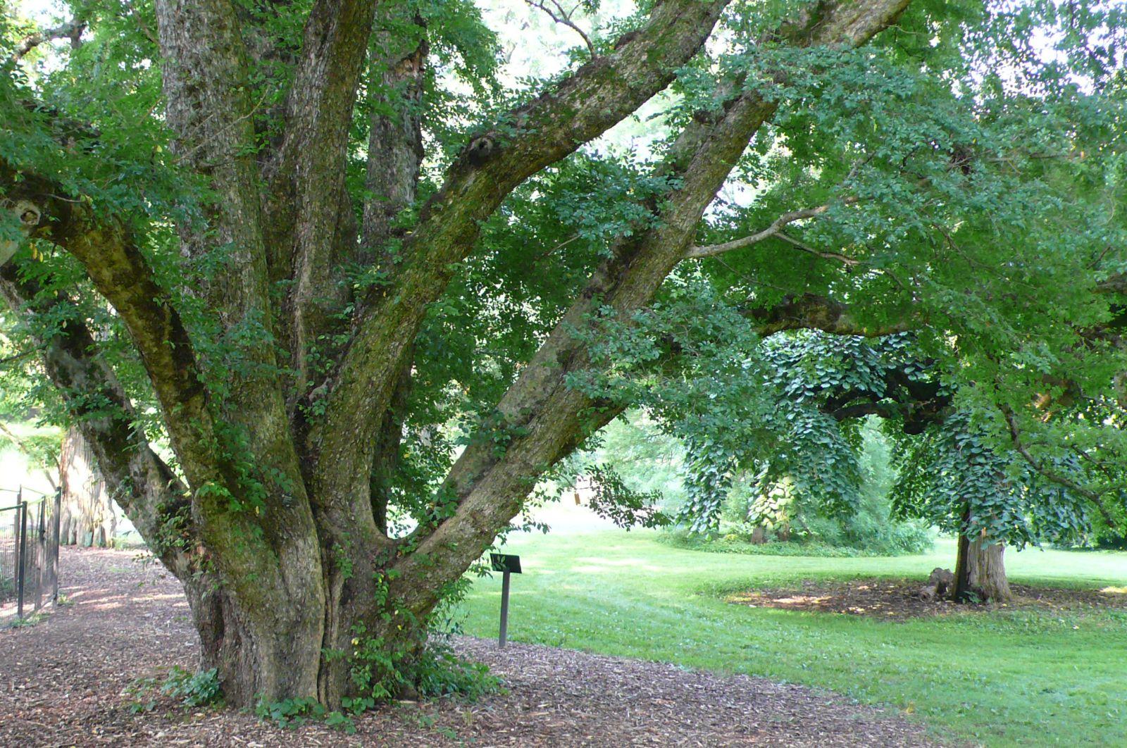 Ulmus Parvifolia 'allee' - View 33 from www redcrocus com