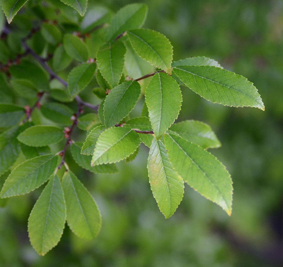 Ulmus Parvifolia 'allee' - View 4 from www redcrocus com
