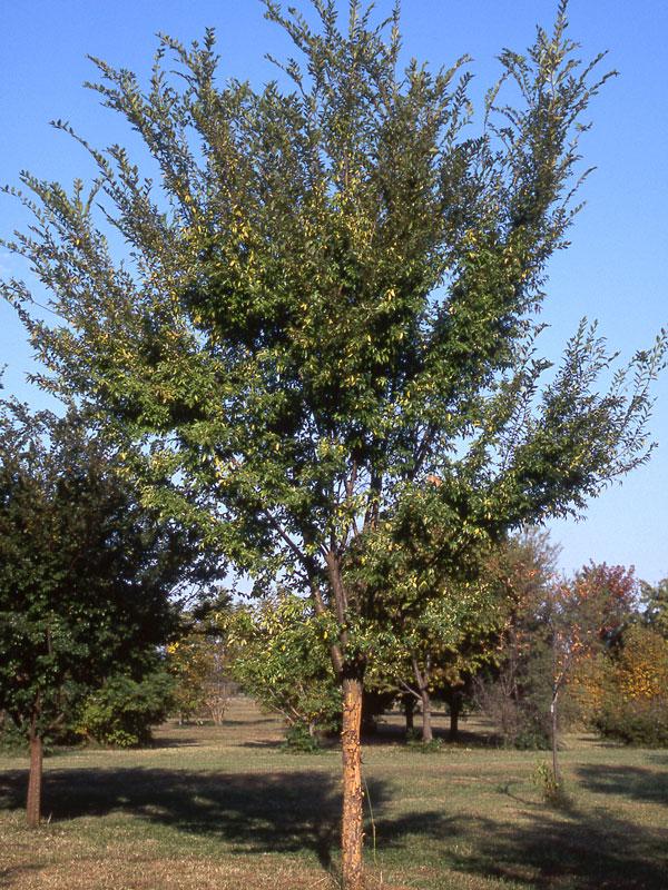 Ulmus Parvifolia 'allee' - View 5 from www redcrocus com