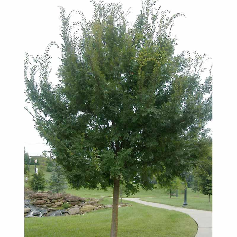 Ulmus Parvifolia 'allee' - View 6 from www redcrocus com
