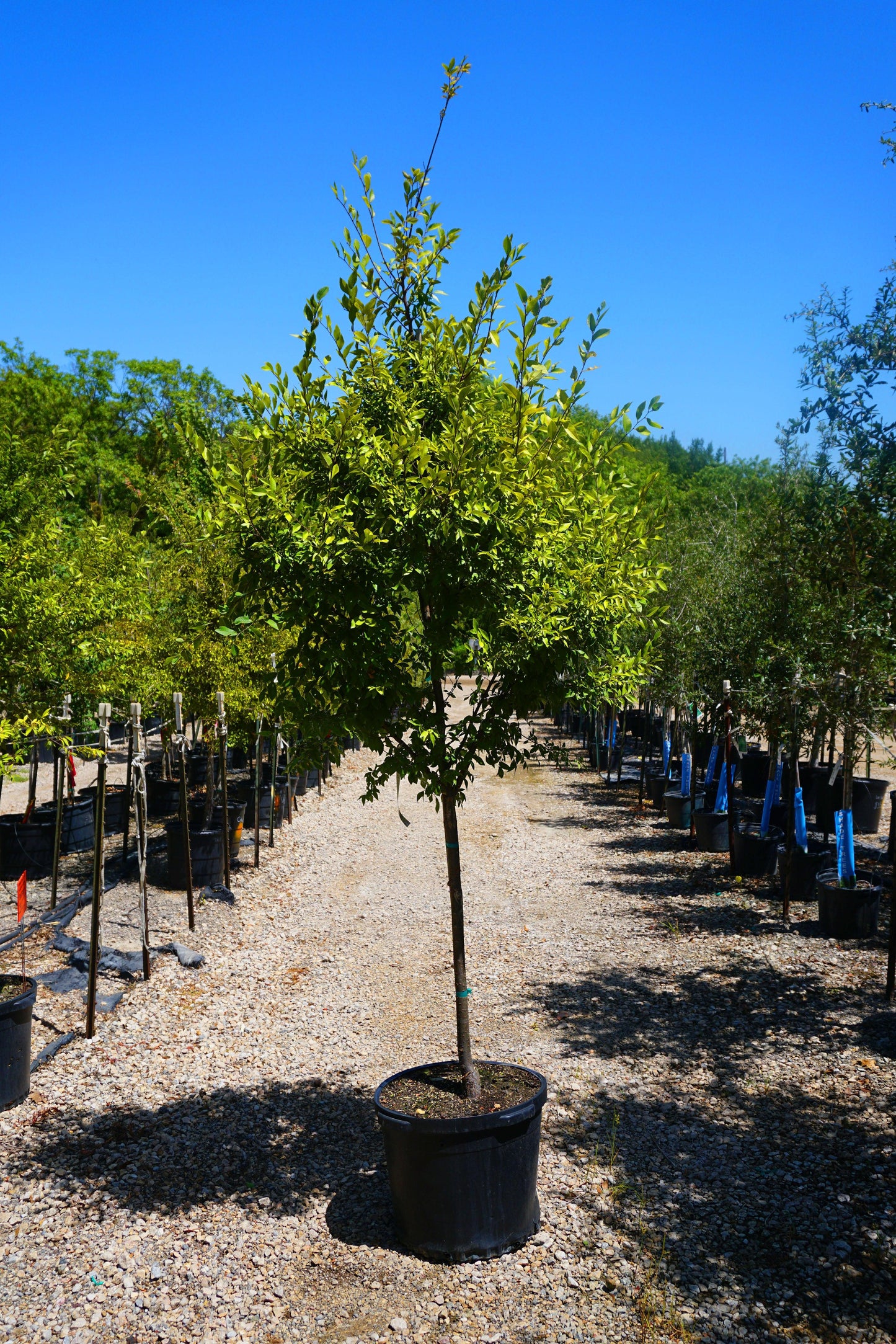 Ulmus Parvifolia 'allee' - View 8 from www redcrocus com