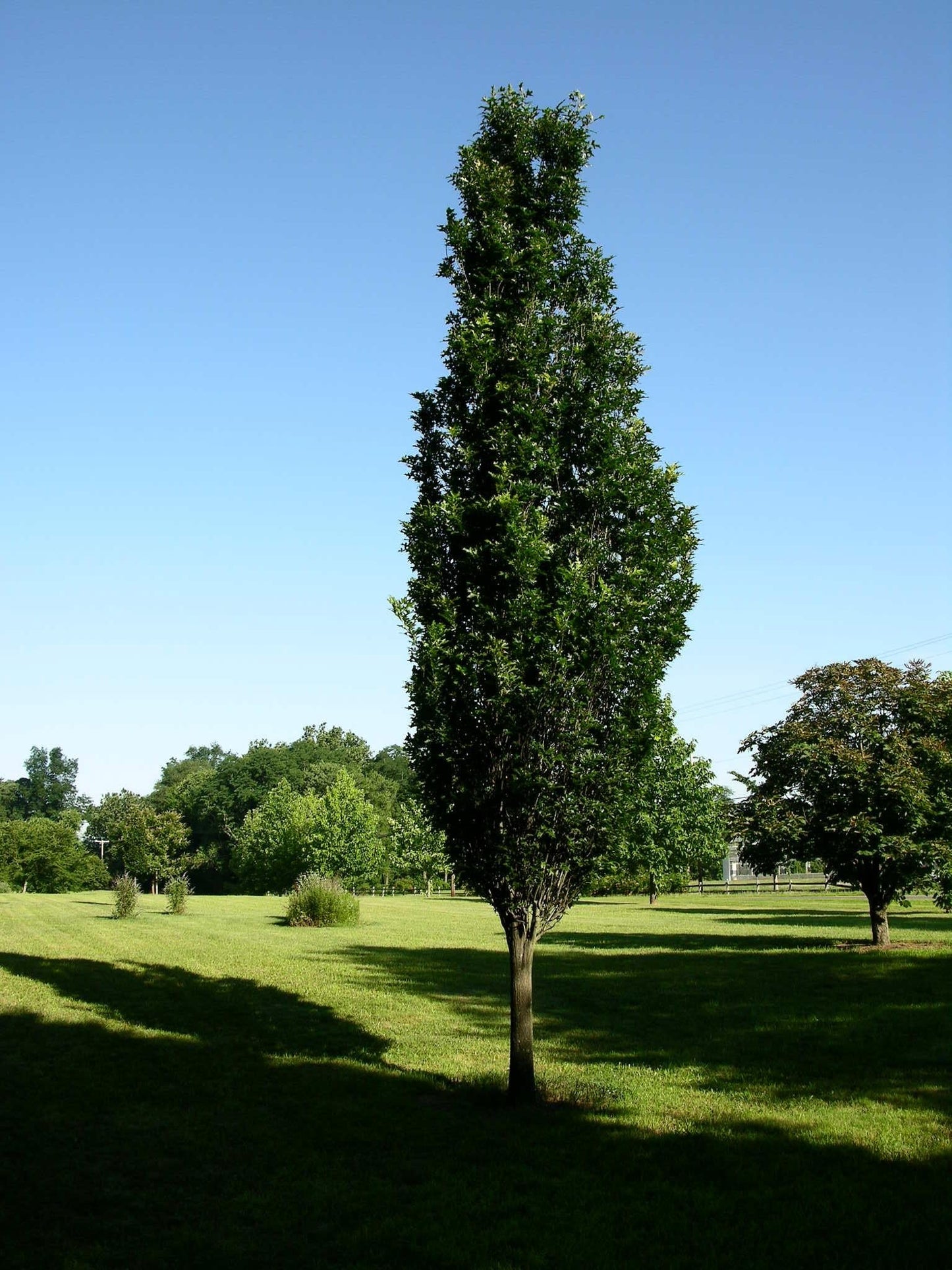 Quercus Robur Regal Prince - View 2 from www redcrocus com
