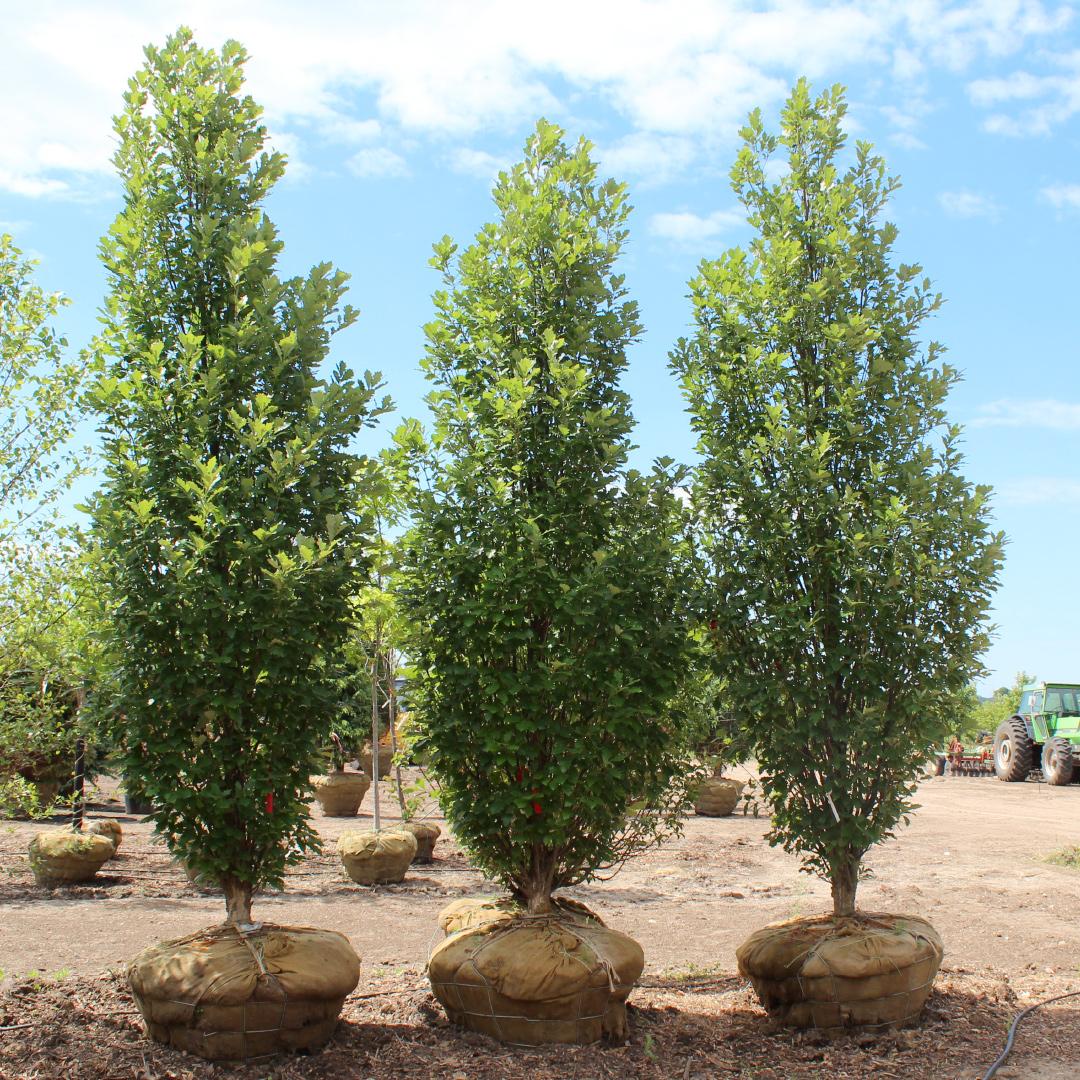 Quercus Robur Regal Prince - View 4 from www redcrocus com