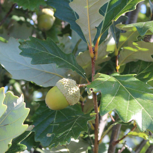 Quercus Robur Regal Prince - View 10 from www redcrocus com