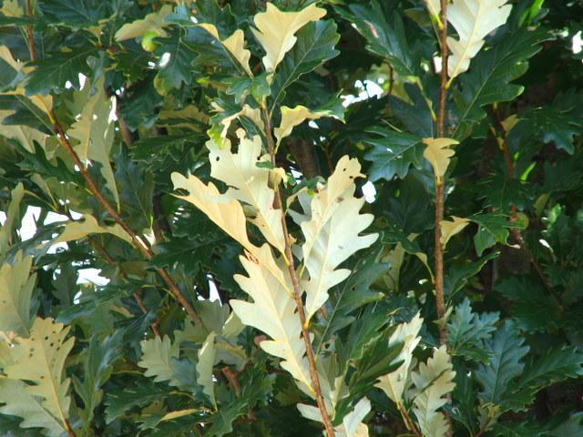 Quercus Robur Regal Prince - View 15 from www redcrocus com