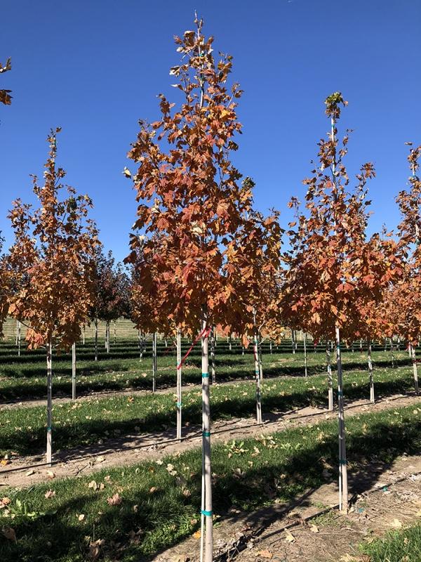 Acer Saccharum Fall Fiesta - View 10 from www redcrocus com