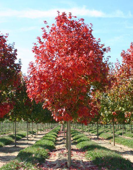 Acer Saccharum Fall Fiesta - View 11 from www redcrocus com