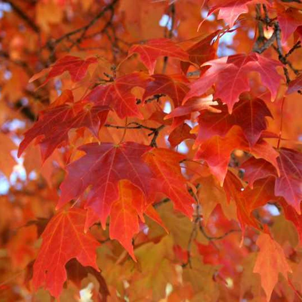Acer Saccharum Fall Fiesta - View 16 from www redcrocus com