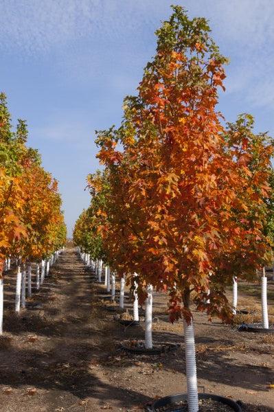 Acer Saccharum Fall Fiesta - View 17 from www redcrocus com