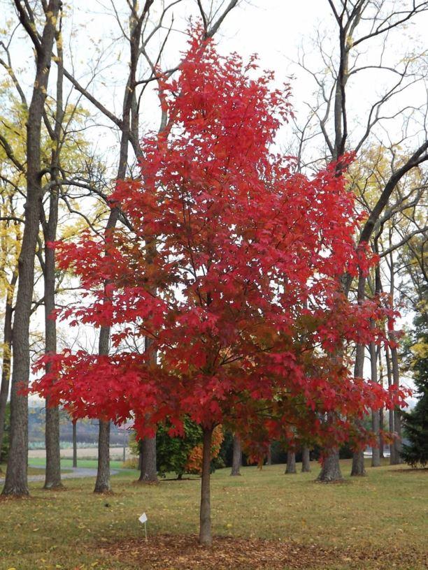 Acer Saccharum Fall Fiesta - View 19 from www redcrocus com