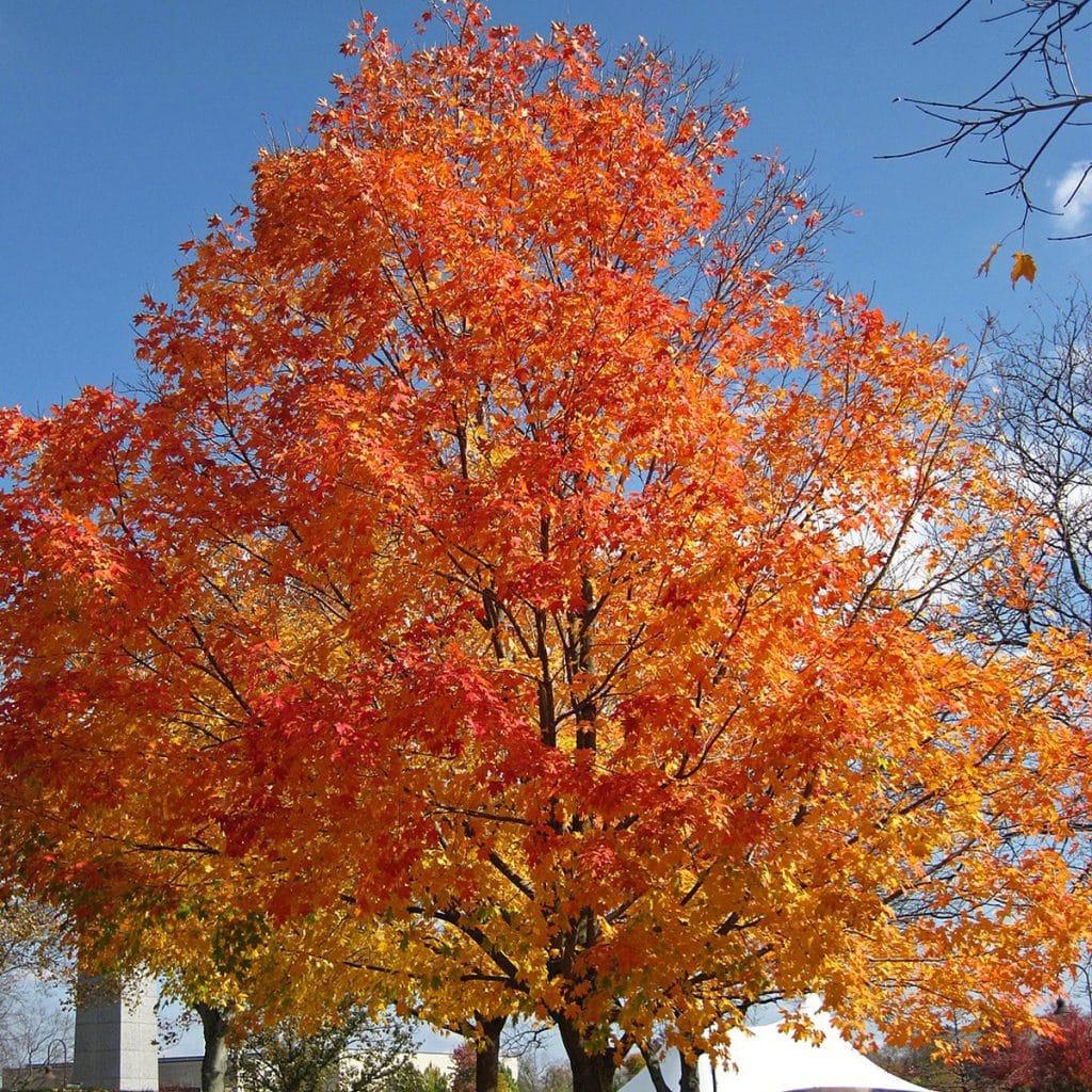 Acer Saccharum Fall Fiesta - View 4 from www redcrocus com