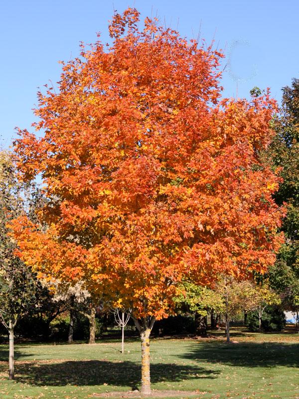 Acer Saccharum Fall Fiesta - View 6 from www redcrocus com