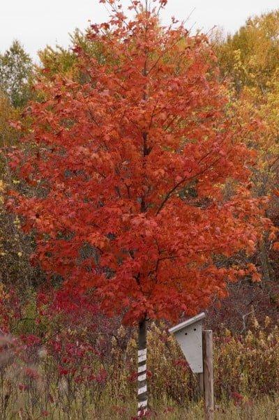 Acer Saccharum Fall Fiesta - View 7 from www redcrocus com