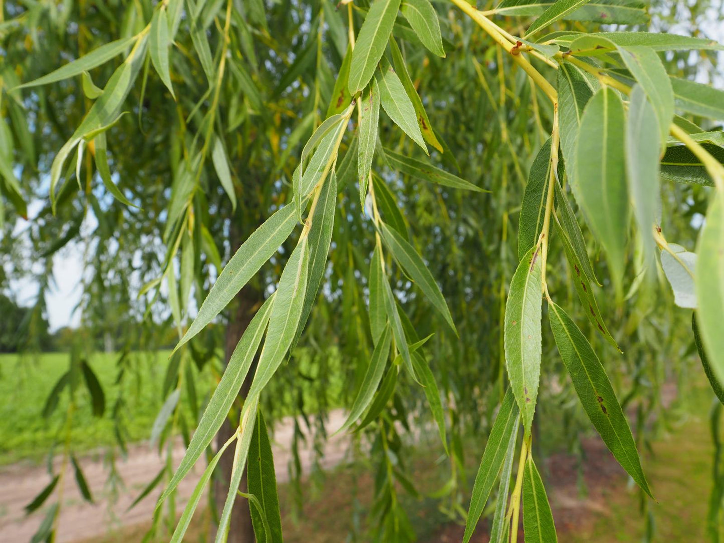 Salix Alba Tristis Single Stem - View 4 from www redcrocus com