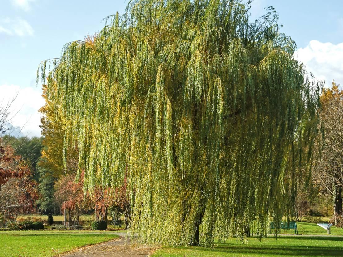 Salix Alba Tristis Single Stem - View 5 from www redcrocus com