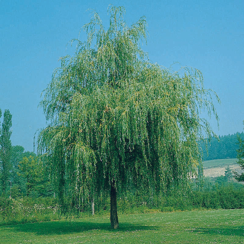 Salix Alba Tristis Single Stem - View 7 from www redcrocus com