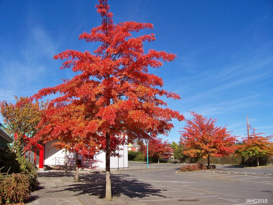 Quercus Coccinea - View 10 from www redcrocus com