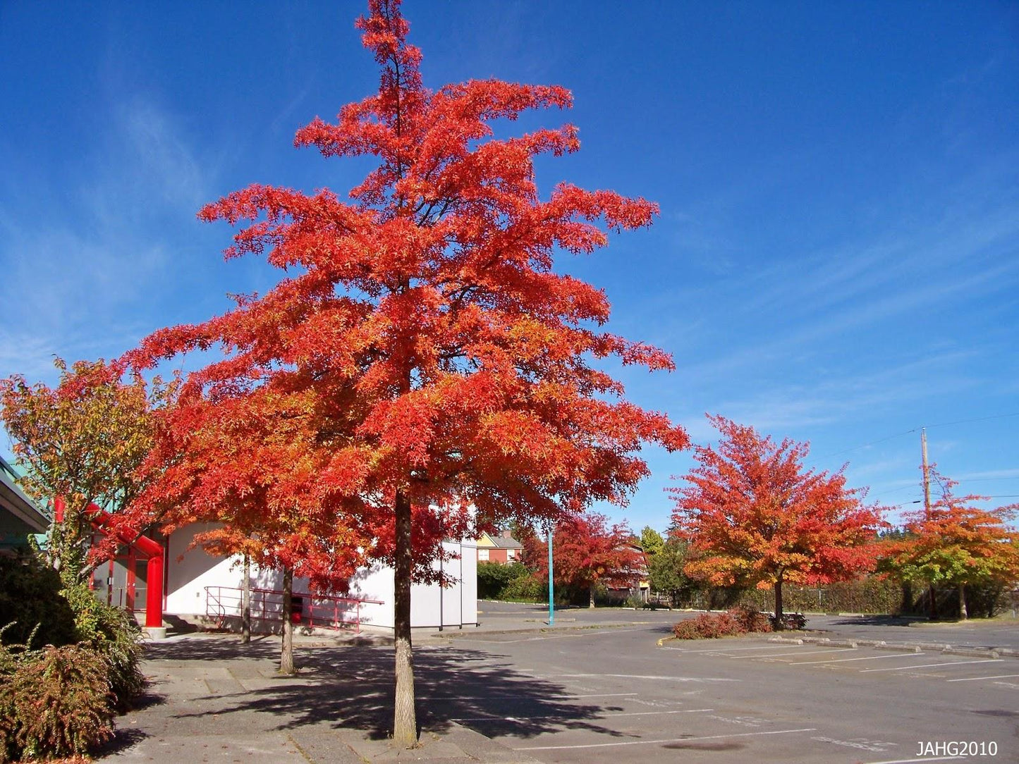 Quercus Coccinea - View 12 from www redcrocus com