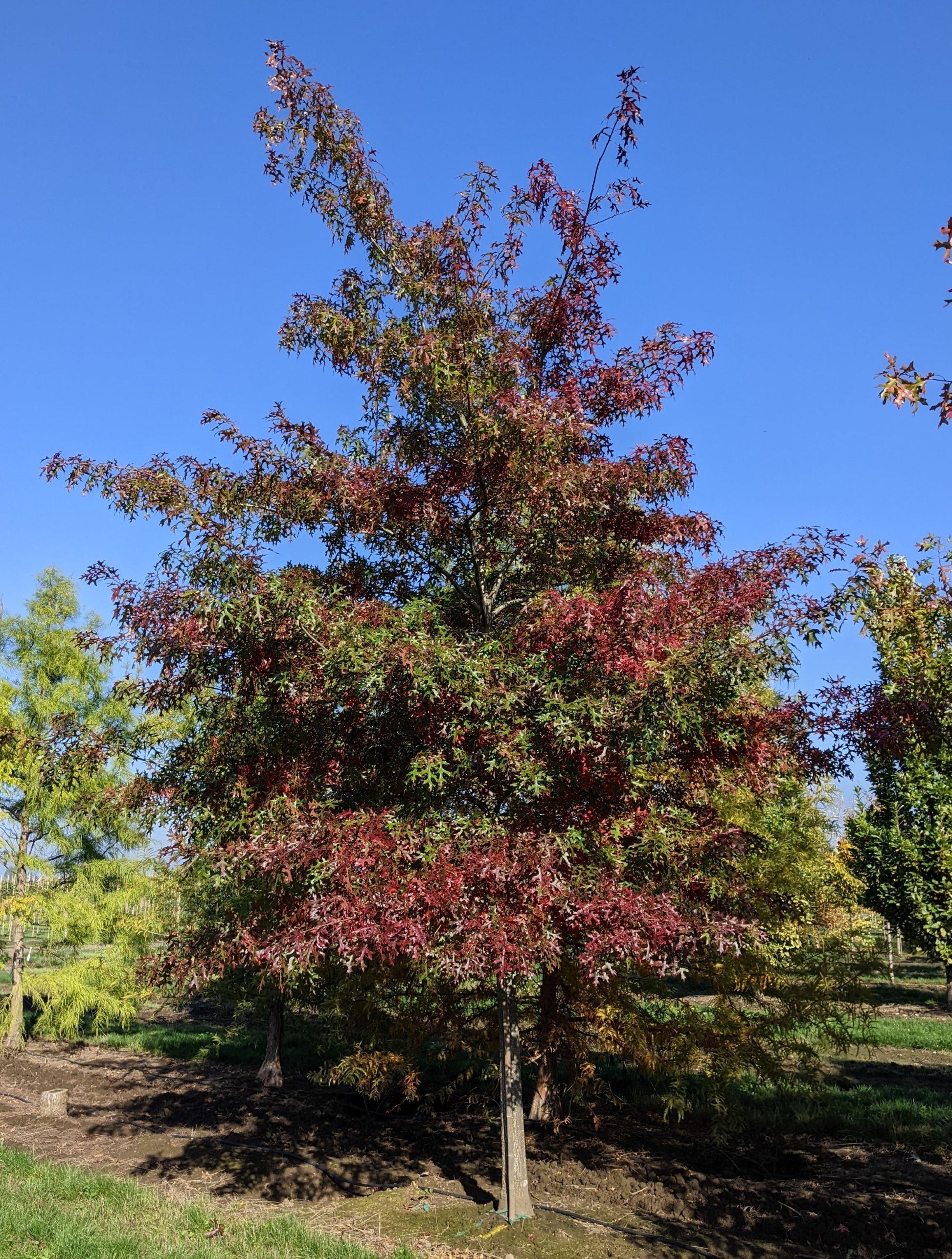 Quercus Coccinea - View 17 from www redcrocus com