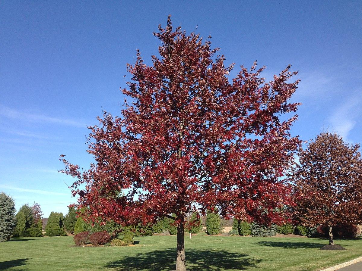 Quercus Coccinea - View 9 from www redcrocus com