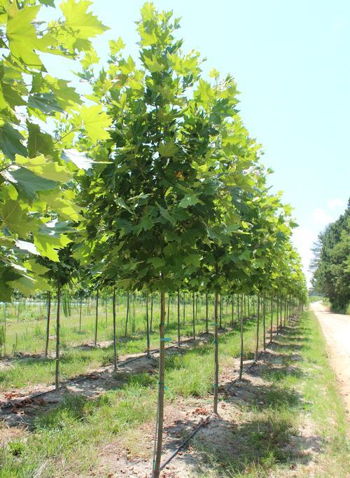 Platanus Acerifolia Exclamation - View 13 from www redcrocus com
