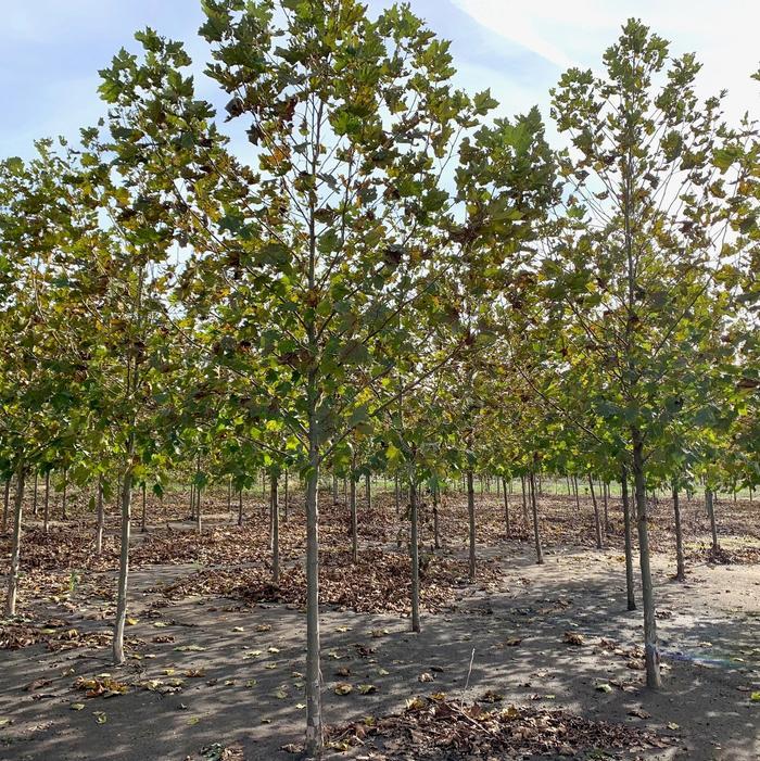 Platanus Acerifolia Exclamation - View 16 from www redcrocus com