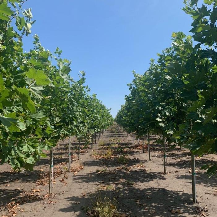 Platanus Acerifolia Exclamation - View 17 from www redcrocus com