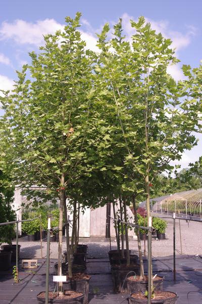 Platanus Acerifolia Exclamation - View 2 from www redcrocus com