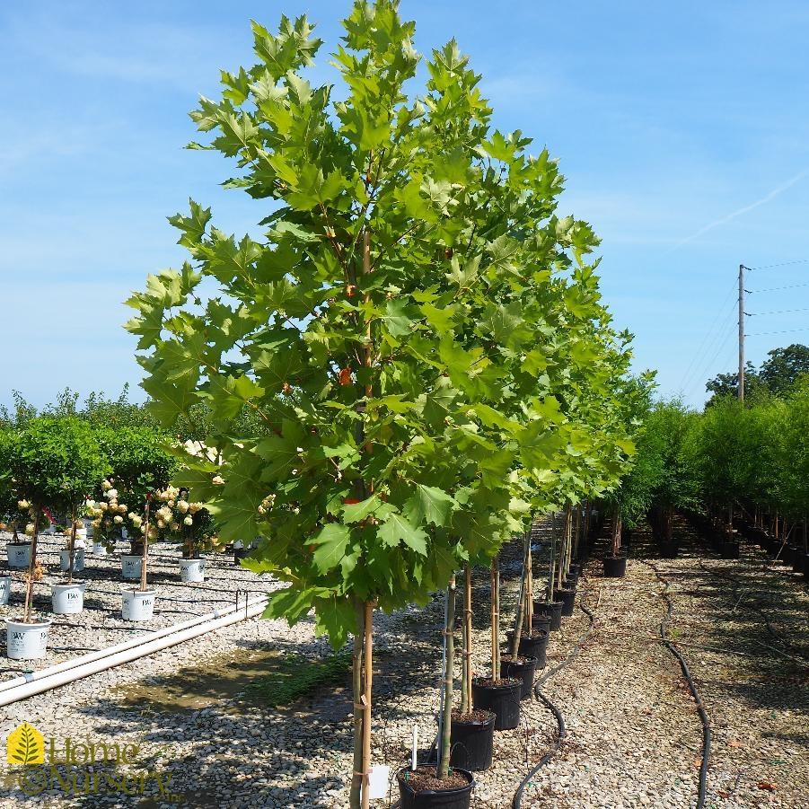 Platanus Acerifolia Exclamation - View 3 from www redcrocus com