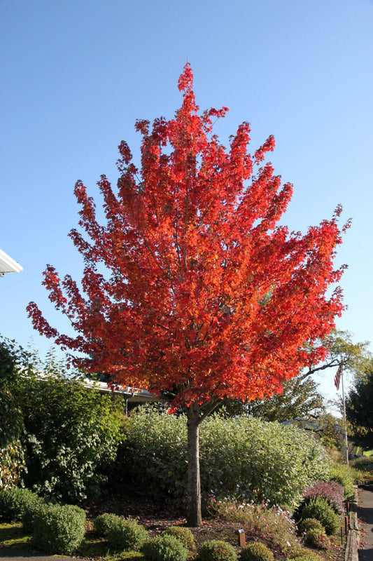 Acer Rubrum Redpointe - View 1 from www redcrocus com