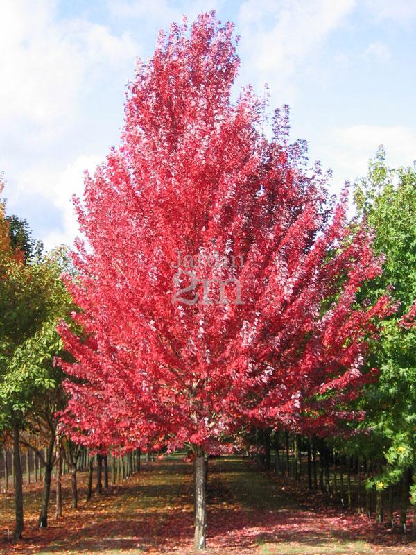 Acer Rubrum Redpointe - View 8 from www redcrocus com