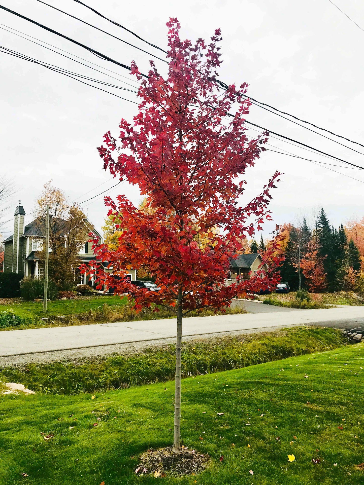 Acer Rubrum Redpointe - View 11 from www redcrocus com