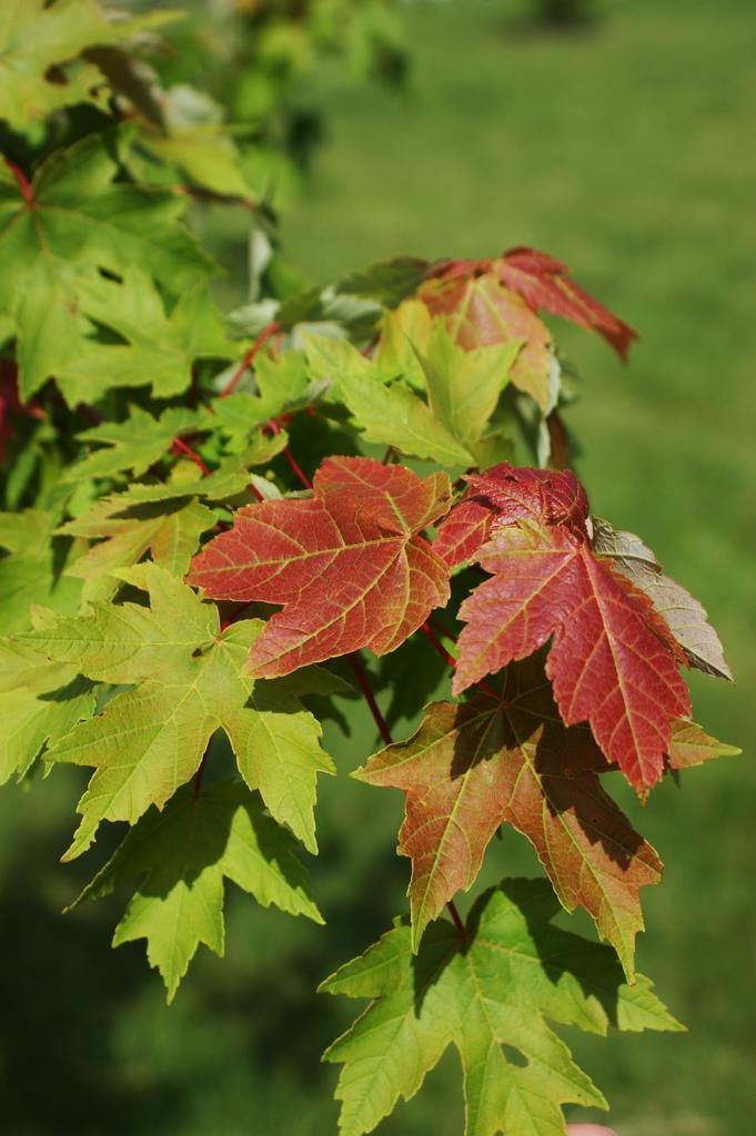 Acer Rubrum Redpointe - View 13 from www redcrocus com