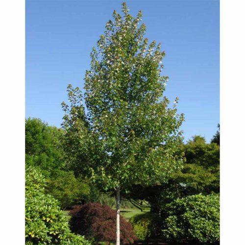Acer Rubrum Redpointe - View 14 from www redcrocus com