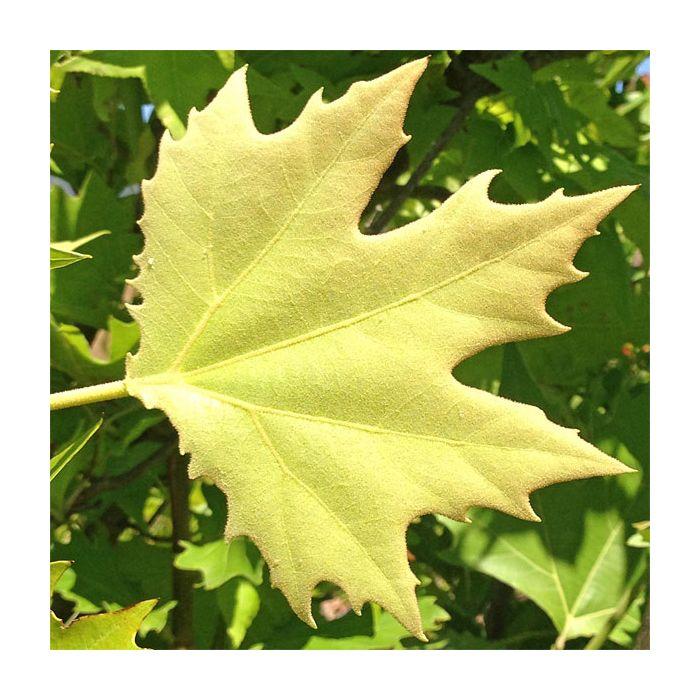 Platanus Acerifolia Exclamation - View 6 from www redcrocus com