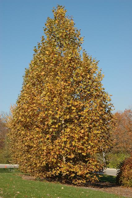 Platanus Acerifolia Exclamation - View 18 from www redcrocus com