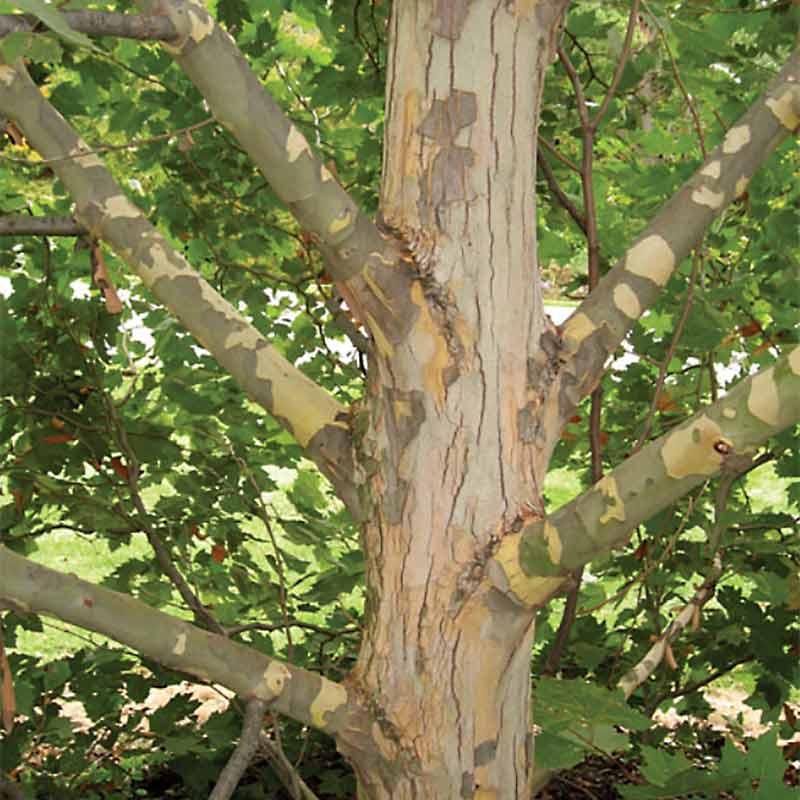 Platanus Acerifolia Exclamation - View 1 from www redcrocus com