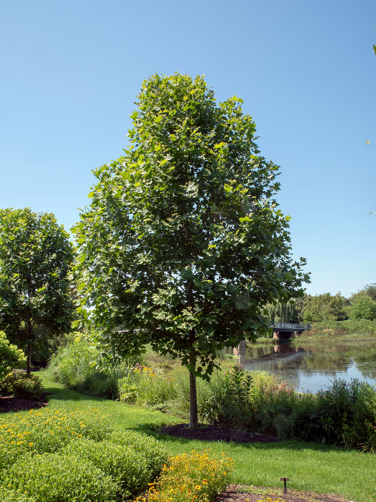 Platanus Acerifolia Exclamation - View 8 from www redcrocus com