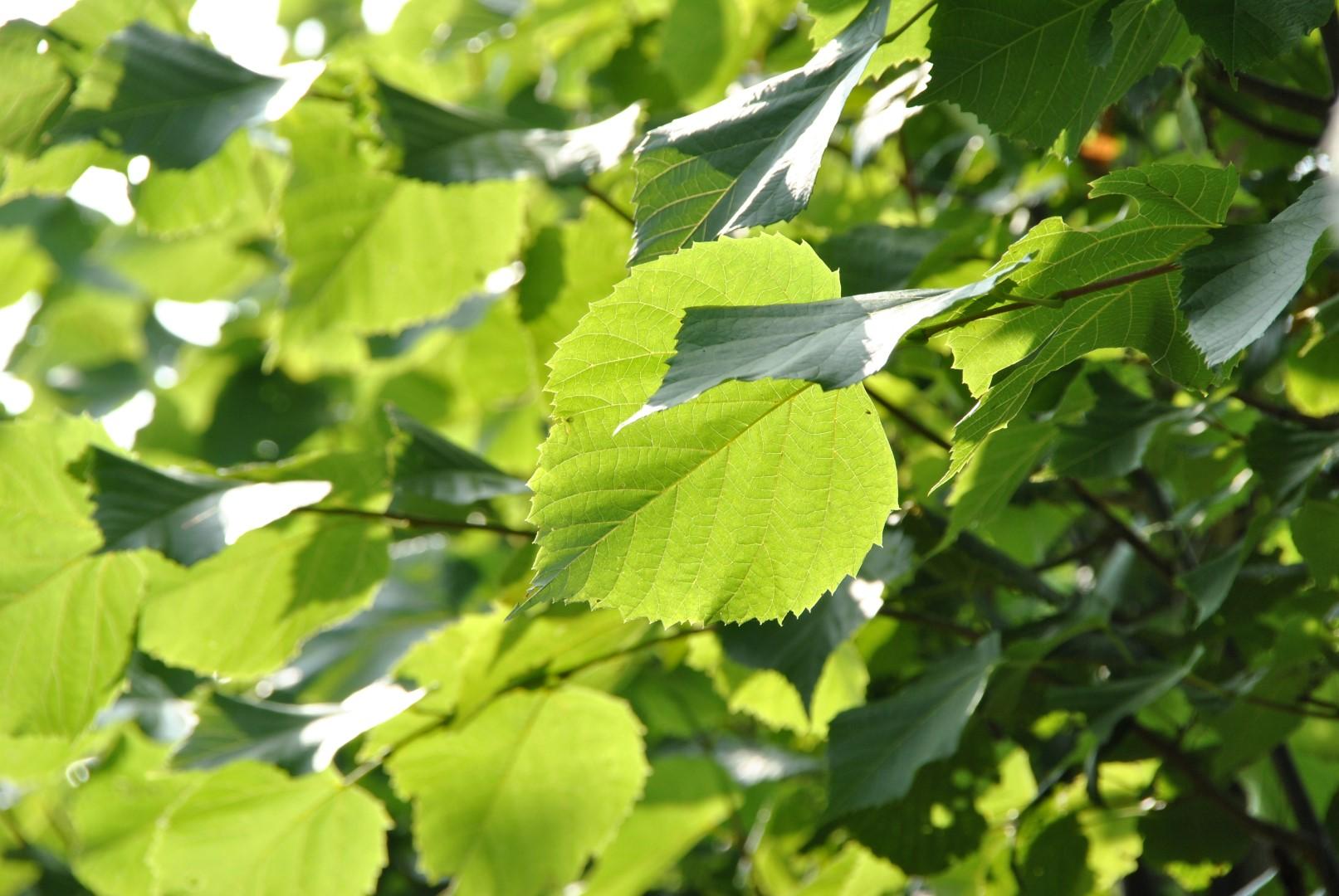 Tilia Americana Redmond - View 10 from www redcrocus com
