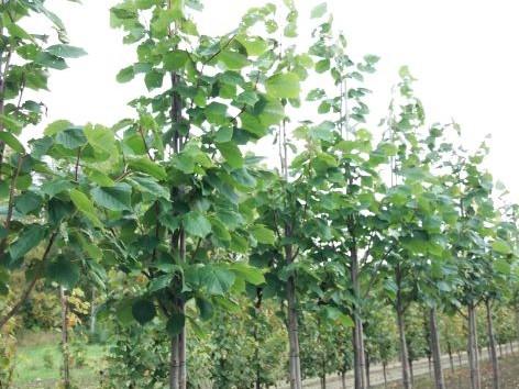 Tilia Americana Redmond - View 14 from www redcrocus com