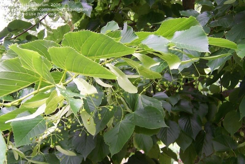 Tilia Americana Redmond - View 15 from www redcrocus com