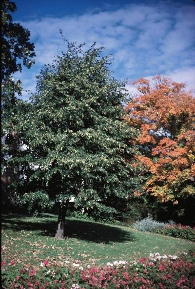 Tilia Americana Redmond - View 16 from www redcrocus com
